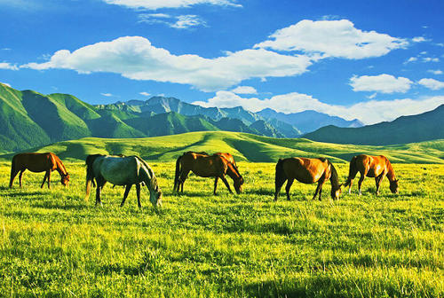 景点介绍山丹军马场位于张掖山丹县南侧,是祁连山北侧的一片辽阔广袤